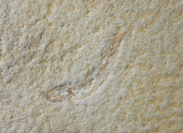 Leptolepides sprattiformis (BLAINVILLE 1818) & Saccocoma tenella (GOLDFUSS 1831) - Bild © FossNet FossilienStore